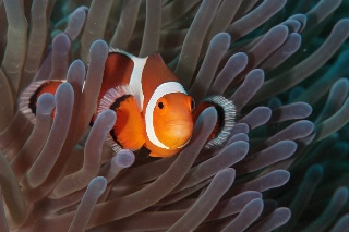 「カクレクマノミ(Western Clown Anemonefish)」のサムネイル画像