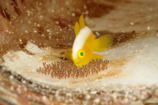 「ナカモトイロワケハゼ」のサムネイル画像