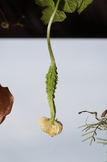 「ツルレイシ(ニガウリ,ゴーヤ)」のサムネイル画像