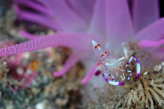 「ハクセンアカホシカクレエビ(ドフライニアシュリンプ)」のサムネイル画像