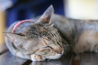 「ネコ」のサムネイル画像