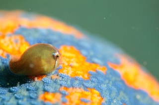 「ホテイウオ(ゴッコ)」のサムネイル画像