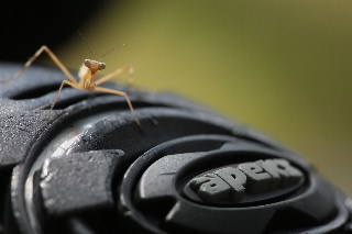 「カマキリ」のサムネイル画像