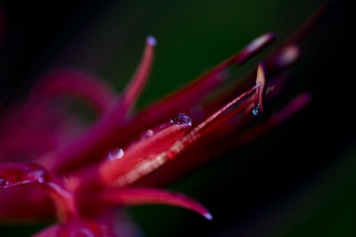 「ヒガンバナ」のサムネイル画像