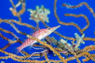 「クダゴンベ(longnose hawkfish)」のサムネイル画像