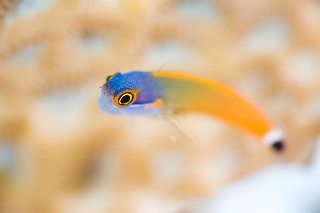 「tail spotted blenny」のサムネイル画像