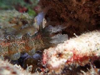 「オオイカリナマコ(Synaptid sea cucumbers)」のサムネイル画像