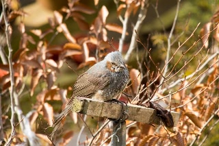 「ヒヨドリ」のサムネイル画像