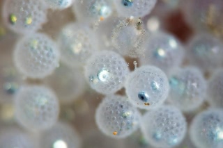 「ヒゲキタノトサカ」のサムネイル画像