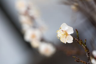 「ウメ」のサムネイル画像