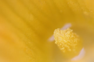 「アトランティックジャイアントかぼちゃ(Atlantic Giant Pumpkin)」のサムネイル画像