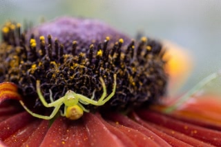 「蜘蛛の仲間」のサムネイル画像