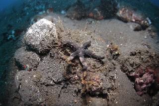 「ヒトデの仲間」のサムネイル画像