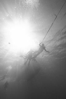 「潜行する体験ダイバー」のサムネイル画像