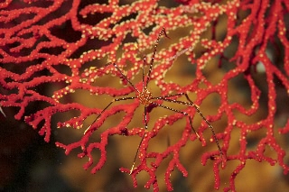 「オルトマンワラエビ(Ortmann's spider-crab)」のサムネイル画像