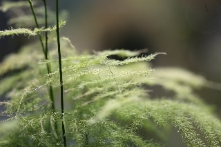 「アスパラガス」のサムネイル画像