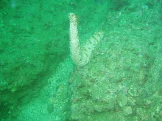 「トラフナマコ」のサムネイル画像