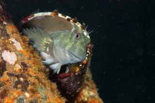 「カエルウオ」のサムネイル画像