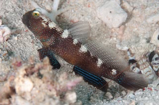 「black shrimpgoby(ブラックシュリンプゴビー)」のサムネイル画像