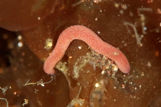 「謎生物」のサムネイル画像