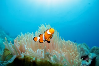 「カクレクマノミ(Western Clown Anemonefish)」のサムネイル画像