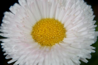 「ヒナギク(デイジー)」のサムネイル画像