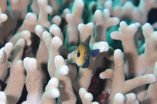 「ゴマハギ」のサムネイル画像