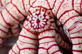 「ライオン丸」のサムネイル画像