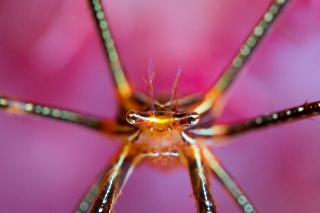 「オルトマンワラエビ(Ortmann's spider-crab)」のサムネイル画像