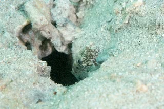 「ヒノマルハゼ」のサムネイル画像