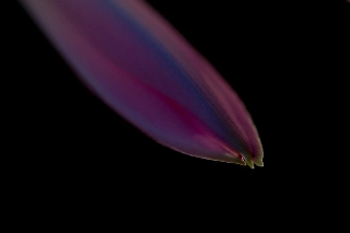 「植物の仲間」のサムネイル画像