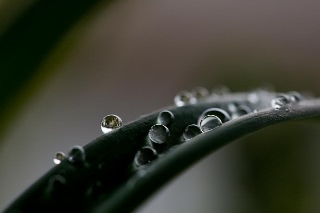 「ダイヤモンドリリー(ネリネ)」のサムネイル画像