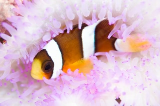 「クマノミ(Anemonefish)」のサムネイル画像