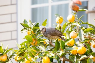 「ヒヨドリ」のサムネイル画像