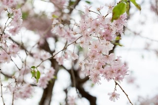 「シダレザクラ」のサムネイル画像