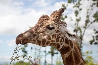 「アミメキリン」のサムネイル画像