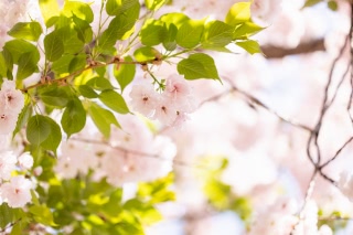 「ヤエザクラ」のサムネイル画像