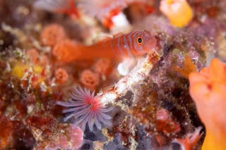 「スジシマイソハゼ」のサムネイル画像