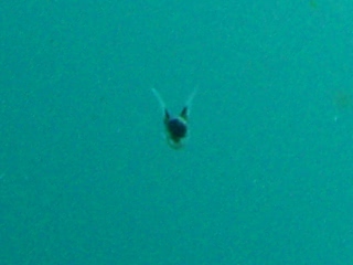 「ミジンウキマイマイ」のサムネイル画像