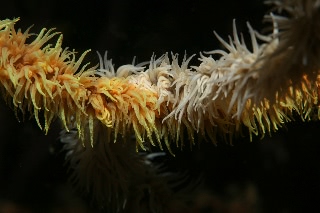 「crossroad」のサムネイル画像