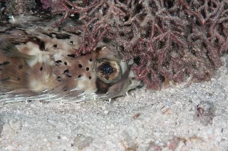 「ハリセンボン(Balloonfish)」のサムネイル画像
