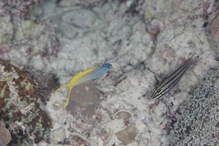 「ハゼの仲間」のサムネイル画像