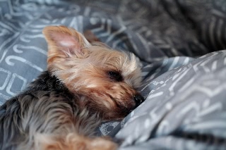 「ヨークシャー・テリア(Yorkshire Terrier)」のサムネイル画像