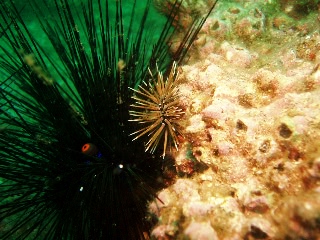 「ツマジロナガウニ」のサムネイル画像