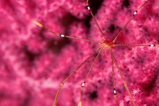 「オルトマンワラエビ(Ortmann's spider-crab)」のサムネイル画像