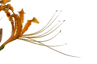 「オーレア(ショウキズイセン)」のサムネイル画像