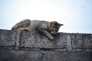 「ネコ」のサムネイル画像