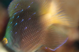 「ルリホシスズメダイ」のサムネイル画像