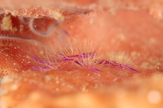 「サクラコシオリエビ(ピンクスクワットロブスター,Hairy squat lobster)」のサムネイル画像