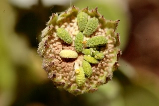 「キンセンカ」のサムネイル画像